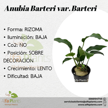Anubias Barteri var. Barteri