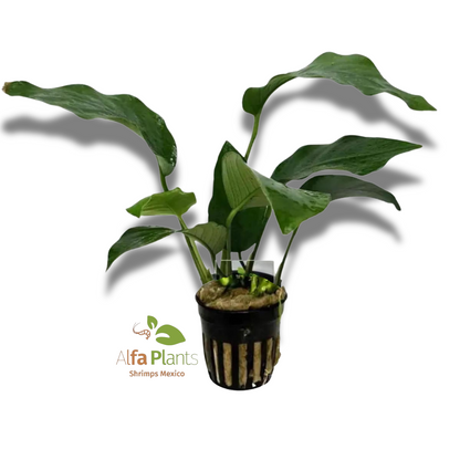 Anubias Barteri var. Barteri