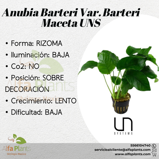 Anubias Barteri var. Barteri