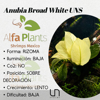 Anubias Broad White
