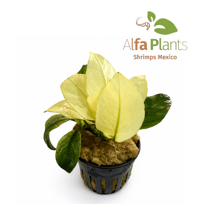 Anubias Broad White