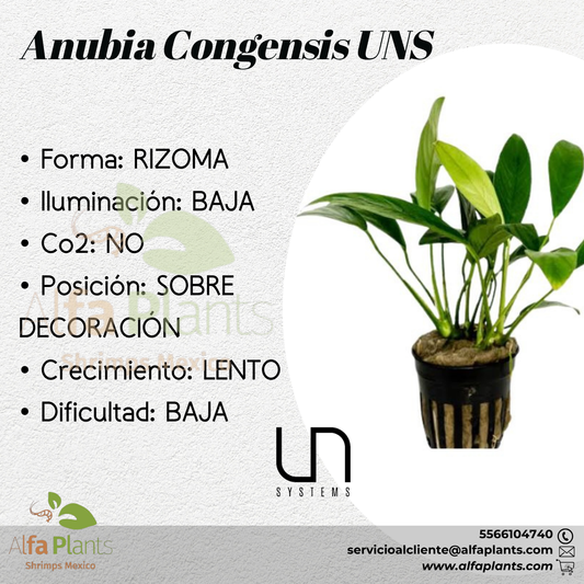 Anubias Congensis