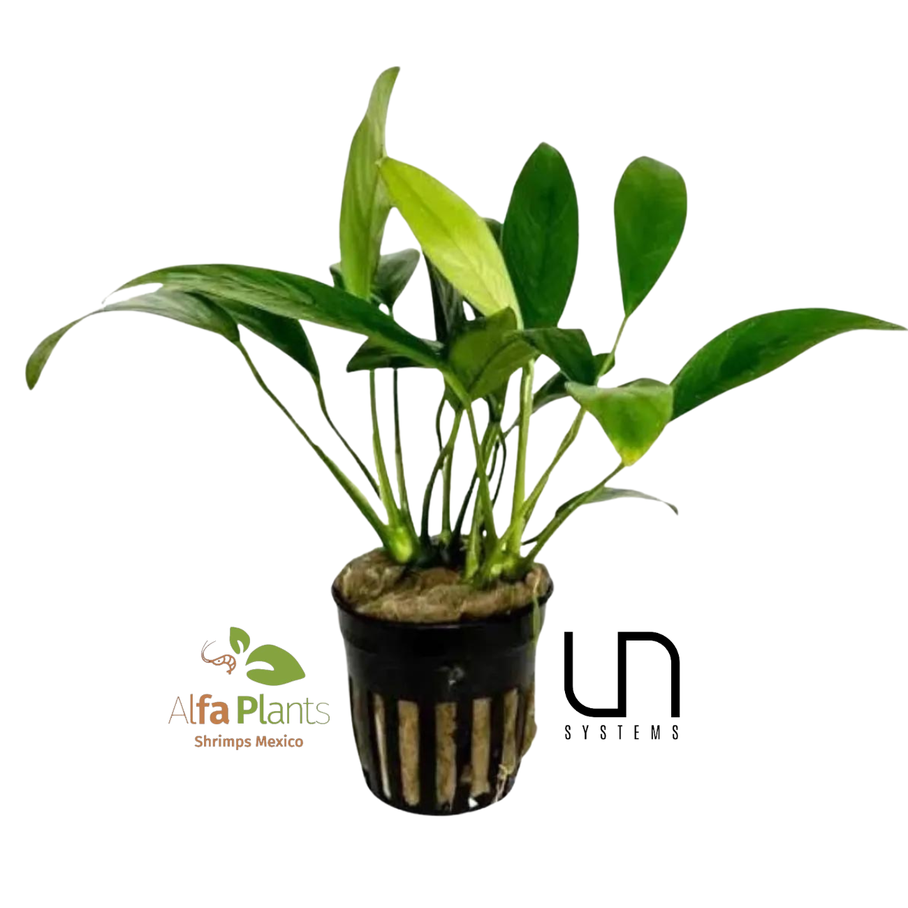 Anubias Congensis