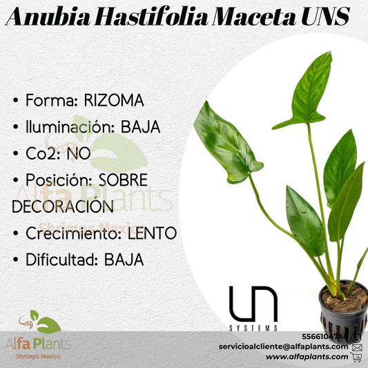 Anubias Hastifolia