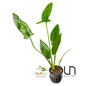 Anubias Hastifolia