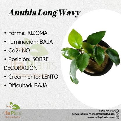 Anubias Nana Long Wavy