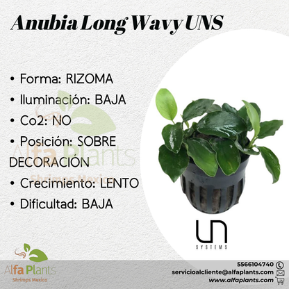 Anubias Nana Long Wavy
