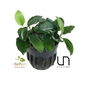 Anubias Nana Long Wavy