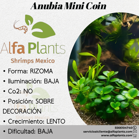 Anubias Mini Coin