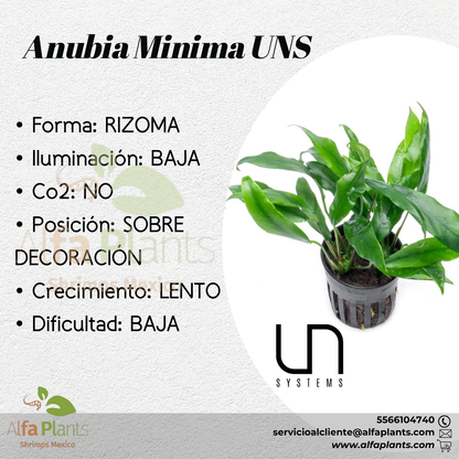 Anubias Minima