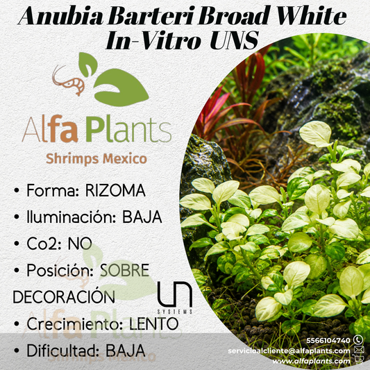 Anubias Barteri Broad White In-vitro