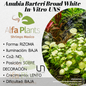 Anubias Barteri Broad White In-vitro