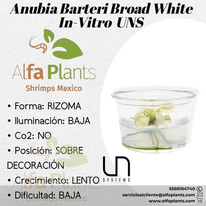 Anubias Barteri Broad White In-vitro