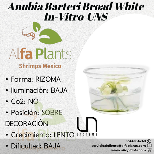 Anubias Barteri Broad White In-vitro