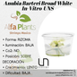 Anubias Barteri Broad White In-vitro