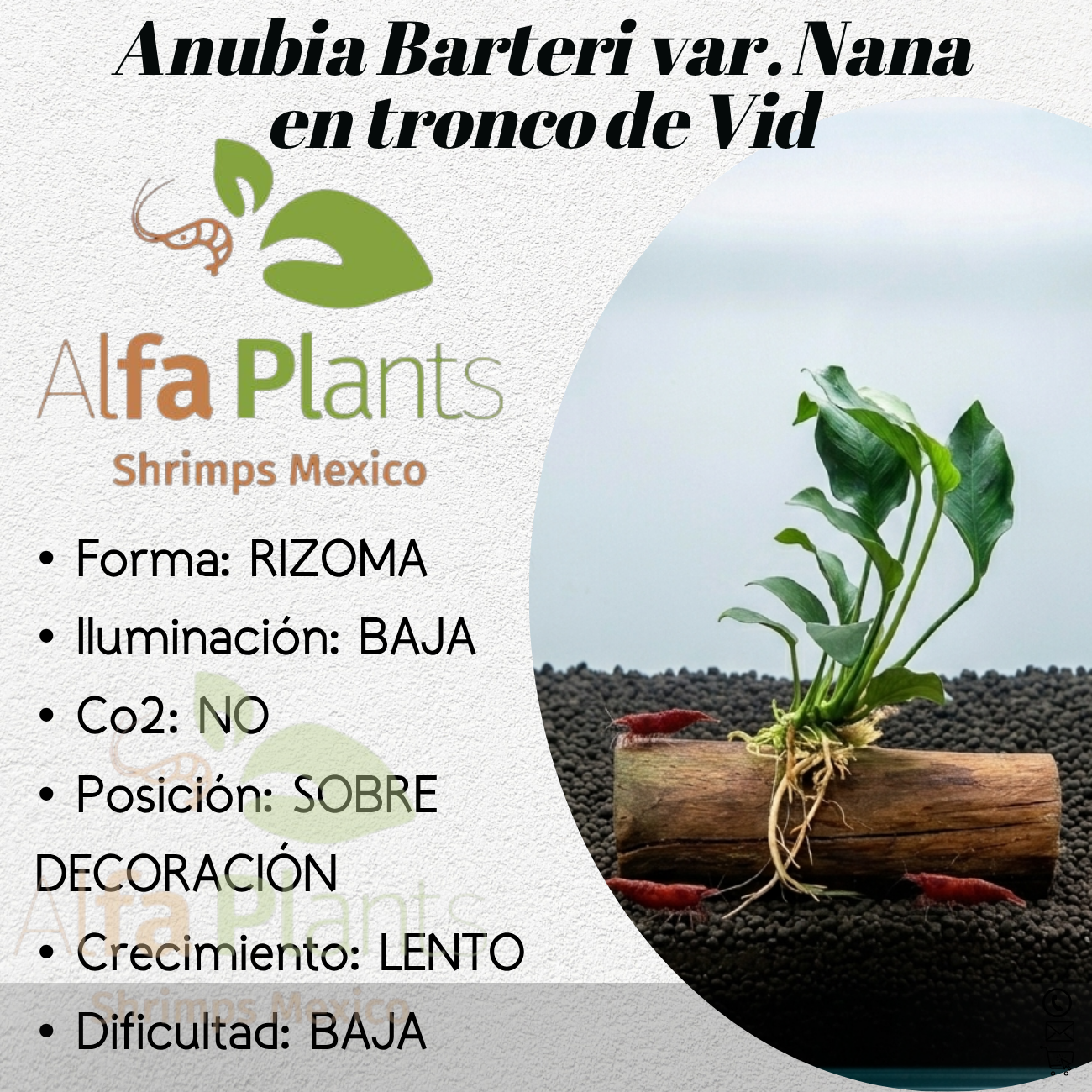 Anubias Barteri var Nana en tronco de vid