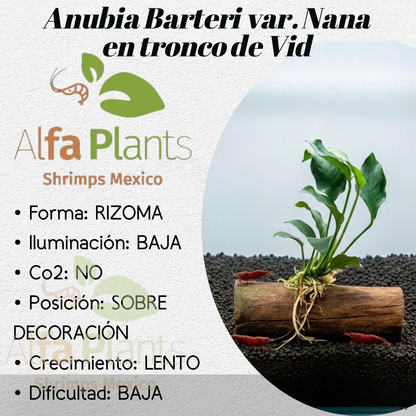 Anubias Barteri var Nana en tronco de vid