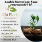 Anubias Barteri var Nana en tronco de vid
