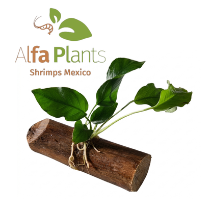 Anubias Barteri var Nana en tronco de vid