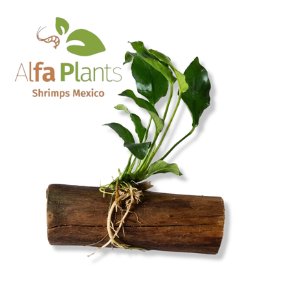 Anubias Barteri var Nana en tronco de vid