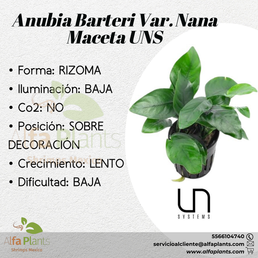 Anubias Barteri var Nana