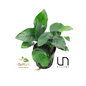 Anubias Barteri var Nana
