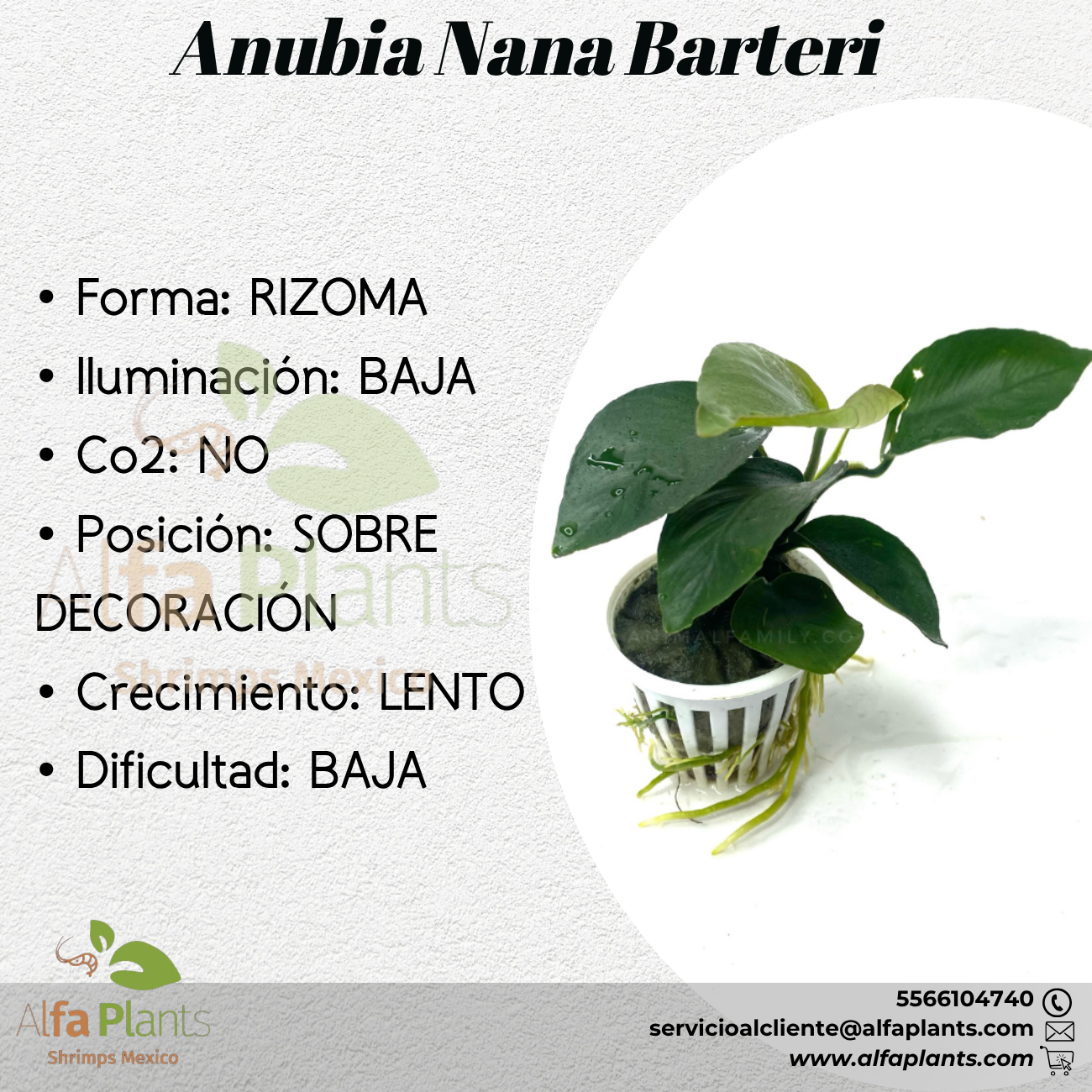 Anubias Barteri var Nana