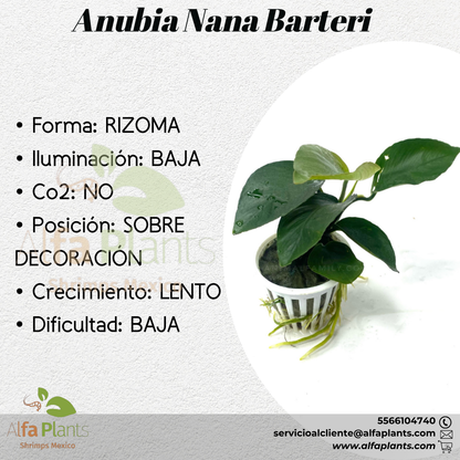 Anubias Barteri var Nana
