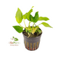 Anubias Nana Golden