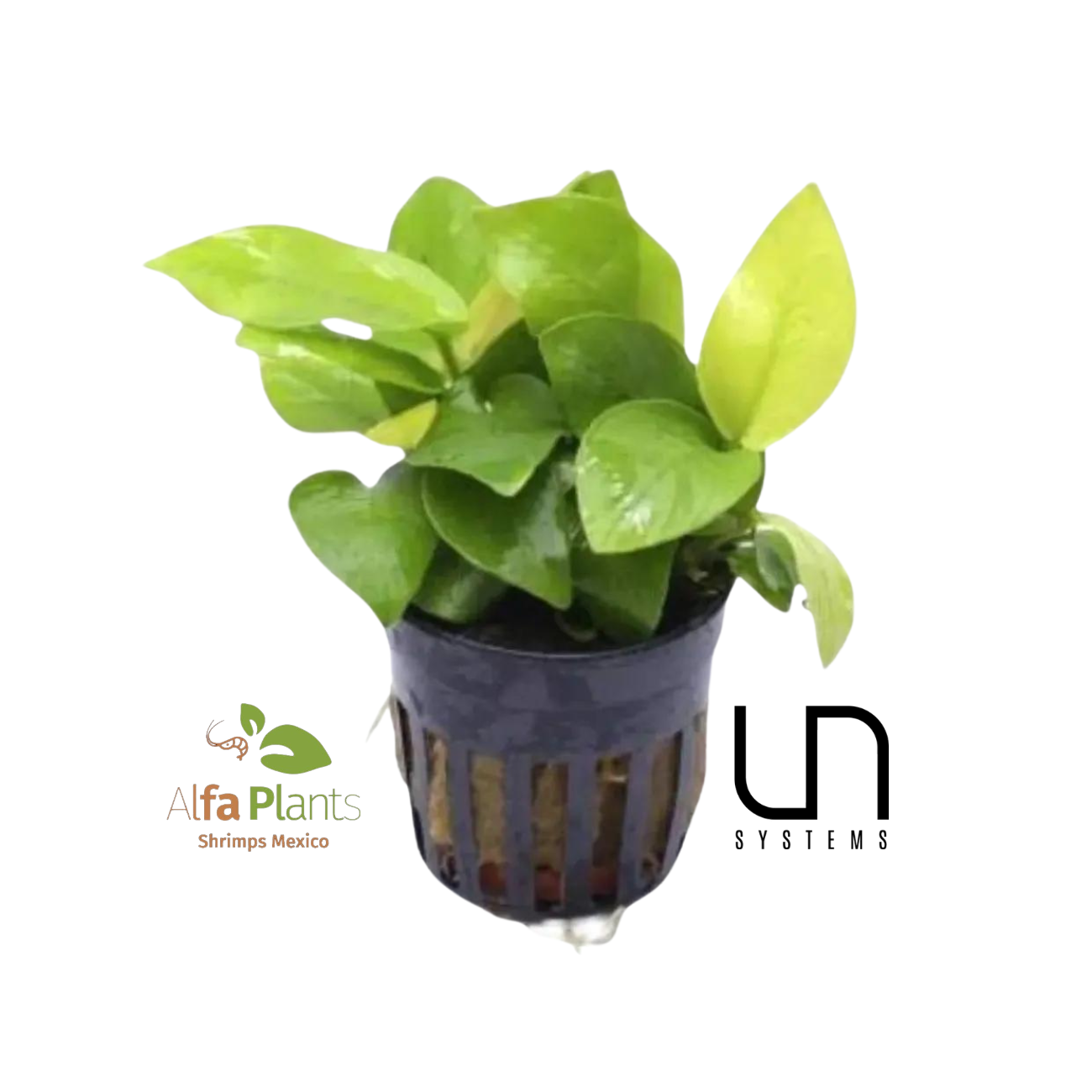 Anubias Nana Golden