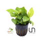 Anubias Nana Golden