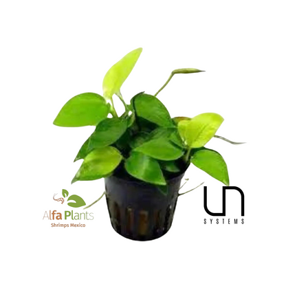 Anubias Nana Golden
