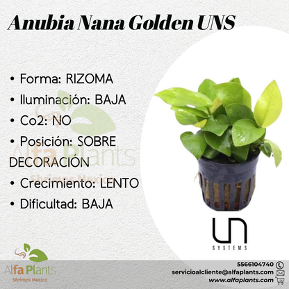Anubias Nana Golden