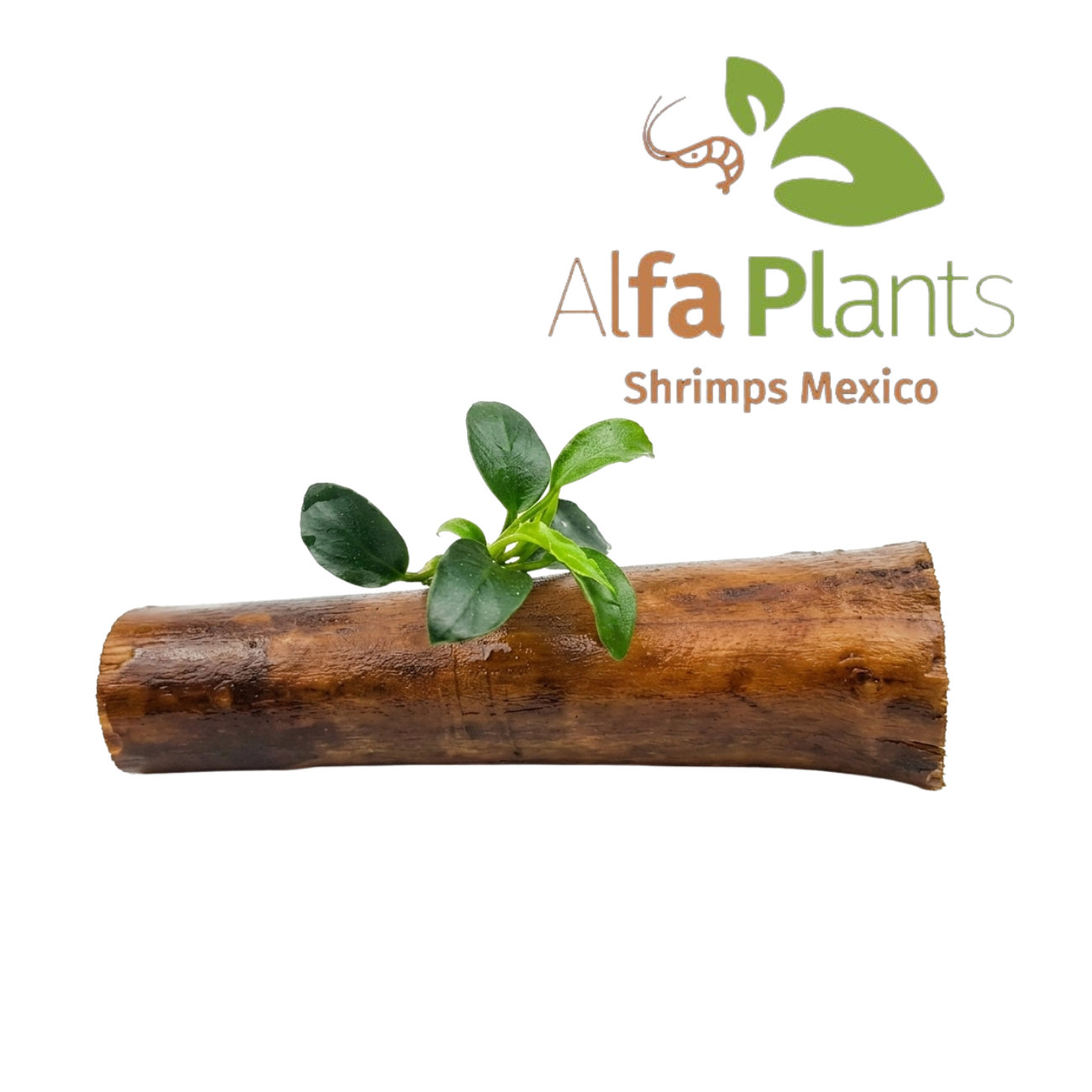 Anubias Nana Petite en tronco de vid