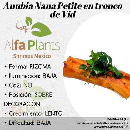 Anubias Nana Petite en tronco de vid