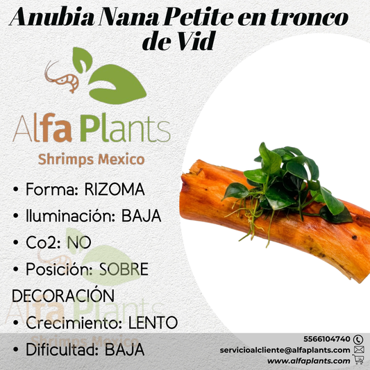Anubias Nana Petite en tronco de vid