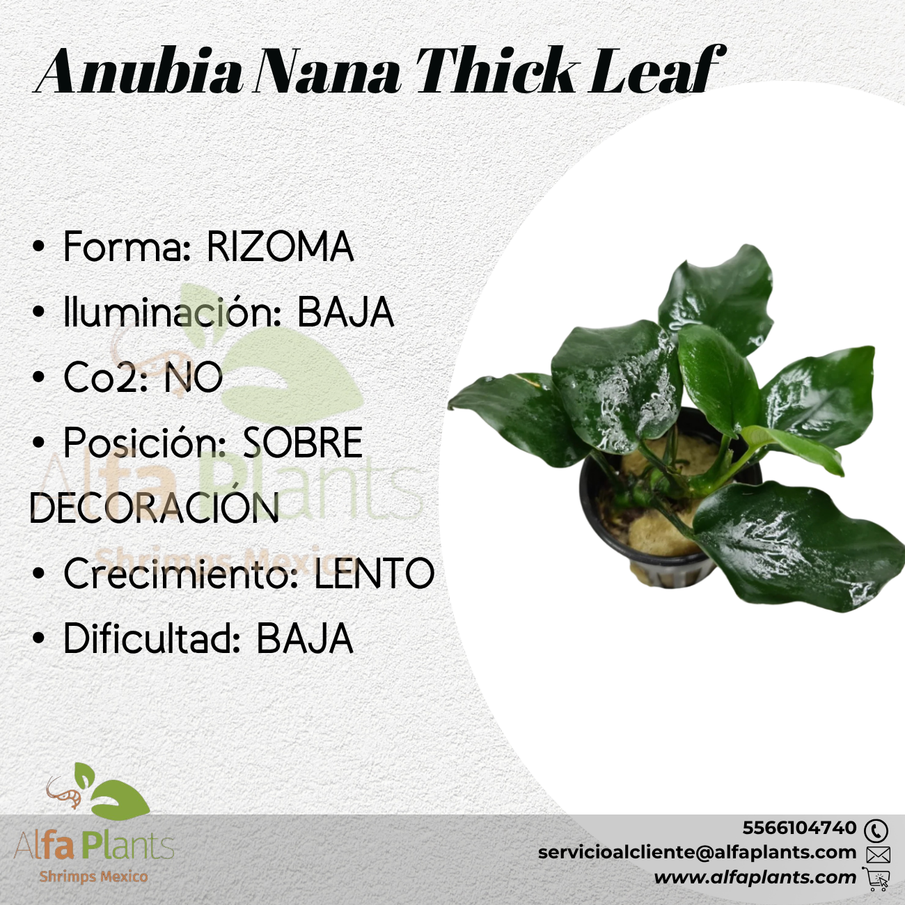 Anubias Nana Thick Leaf