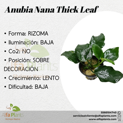 Anubias Nana Thick Leaf