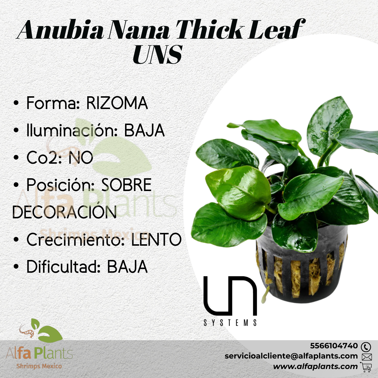 Anubias Nana Thick Leaf