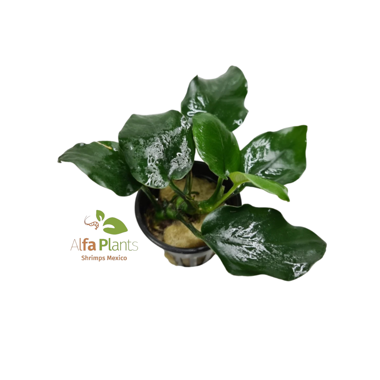 Anubias Nana Thick Leaf