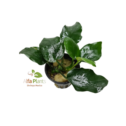 Anubias Nana Thick Leaf