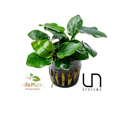 Anubias Nana Thick Leaf
