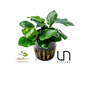 Anubias Nana Thick Leaf