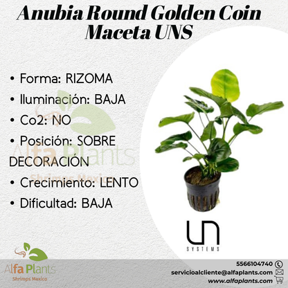 Anubias Round Golden Coin