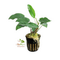 Anubias Short And Sharp