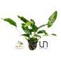 Anubias Short And Sharp