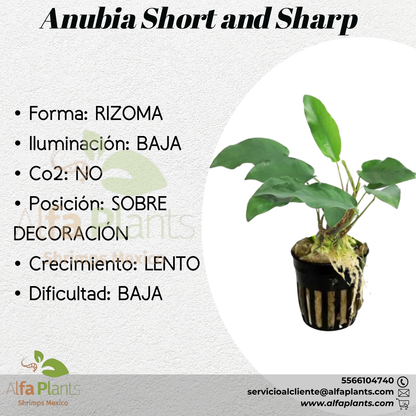 Anubias Short And Sharp