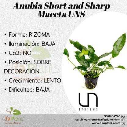 Anubias Short And Sharp