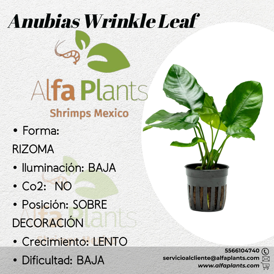 Anubias Wrinkle Leaf
