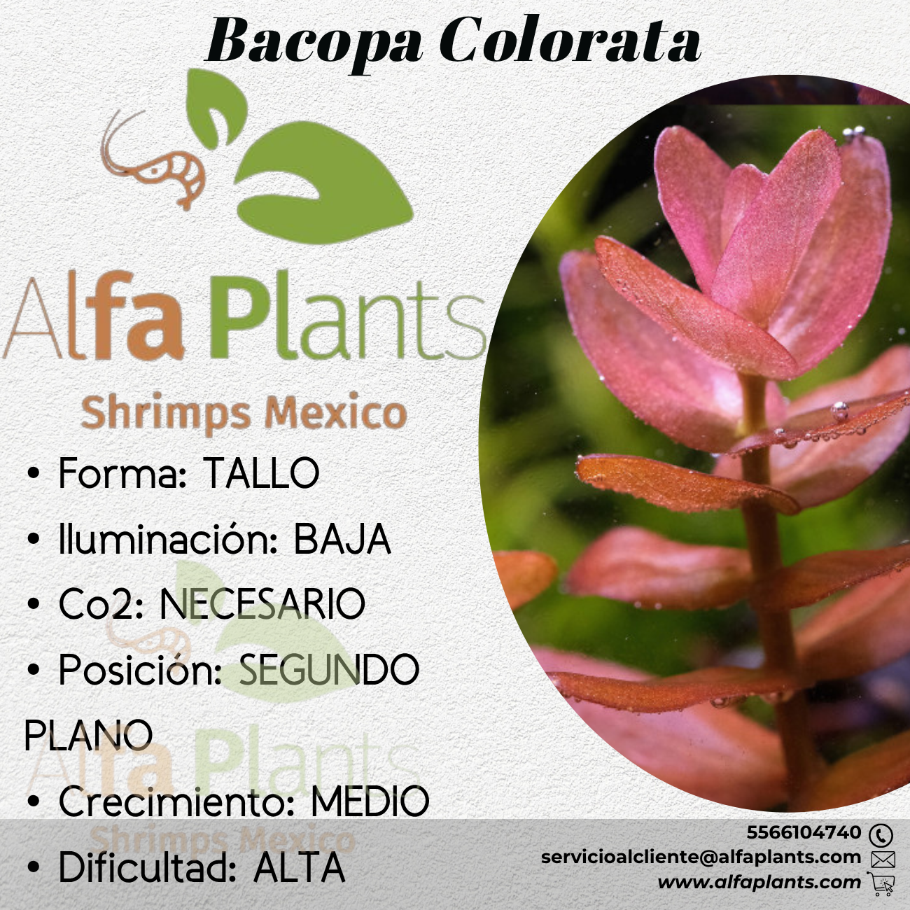 Bacopa Colorata – Alfa Plants Shrimps México